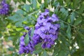 Texas Mountain Laurel Tree with Purple Flowers Royalty Free Stock Photo