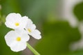 Texas mud baby flower