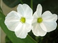 Texas mud baby flower