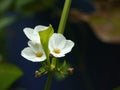 TEXAS MUD BABY FLOWER