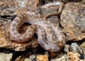 Texas Night Snake, Hypsiglena torquata jani