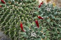 Texas nipple cactus fruits, Mammillaria prolifera