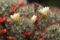 Texas nipple cactus Mammillaria prolifera flower and berries