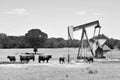 Texas oil well pumper. Royalty Free Stock Photo