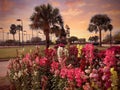 Texas Palm trees sunset walk flowers orange evening