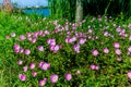 Texas Pink Evening or Showy Evening Primrose Wildflowers. (Oenothera speciosa) Royalty Free Stock Photo