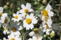 Texas Plains Blackfoot daisy wildflower