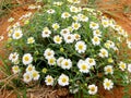 Texas Plains Blackfoot daisy wildflower Royalty Free Stock Photo