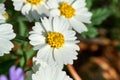 Texas Plains Blackfoot daisy wildflower Royalty Free Stock Photo