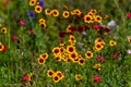 Texas Plains Coreopsis (Coreopsis tinctoria) Wildflowers Royalty Free Stock Photo