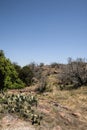 Texas Prickly Pear Cactus Landscape