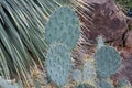 Texas prickly pear cactus