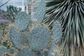 Texas prickly pear cactus