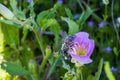 Texas Primrose Wildflower with Bee Covered with Pollen