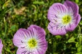 Texas Primrose Wildflowers Royalty Free Stock Photo