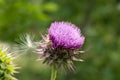 Texas Purple Thistle flower with Dandelion seed Royalty Free Stock Photo