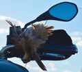 Fatal collision, motorcycle and Texas quail