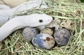 Texas rat snake in a bird's nest