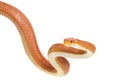 Texas rat snake (Elaphe obsoleta lindheimeri) Royalty Free Stock Photo