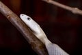 The Texas rat snake Elaphe obsoleta lindheimeri is a subspecies of rat snake, a nonvenomous colubrid found in the United States