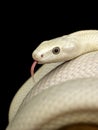 The Texas rat snake Elaphe obsoleta lindheimeri is a subspecies of rat snake, a nonvenomous colubrid found in the United States