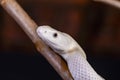 The Texas rat snake Elaphe obsoleta lindheimeri is a subspecies of rat snake, a nonvenomous colubrid found in the United States