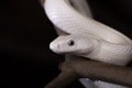The Texas rat snake Elaphe obsoleta lindheimeri is a subspecies of rat snake, a nonvenomous colubrid found in the United States