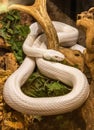 Texas Rat Snake Elaphe obsoleta lindheimerii Royalty Free Stock Photo