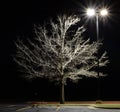 Texas Red Oak tree at Night Quercus texana Royalty Free Stock Photo