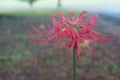 Texas Red Spider Lily or Magic Lily