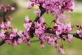 Texas Redbud Tree Cercis canadensis Close up Royalty Free Stock Photo