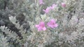 Texas sage brush plant in blossom