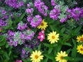 Texas sage and flowers