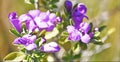 Texas Sage, Lavender Flowers, popular ornamental plant