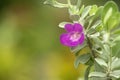 Texas Sage; Leucophyllum frutescens