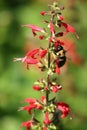 Texas Sage Pollination