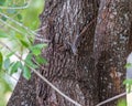 Texas Spiney Lizard