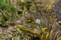 Texas Spiney Softshell