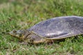 Texas Spiney Softshell Royalty Free Stock Photo