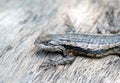 Texas Spiny Lizard Royalty Free Stock Photo