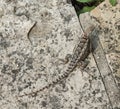 Texas Spiny Lizard overhead Royalty Free Stock Photo