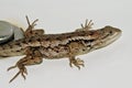 Texas spiny lizard Sceloporus olivaceus Royalty Free Stock Photo