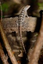 Texas Spiny Lizard - Sceloporus olivaceus