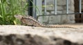 Texas Spiny Lizard on a rock Royalty Free Stock Photo