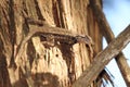 Texas spiny lizard on tree Royalty Free Stock Photo