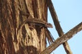 Texas spiny lizard on tree Royalty Free Stock Photo