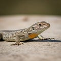 Of a Texas spotted whiptail lizard Aspidoscelis gularis on a Royalty Free Stock Photo