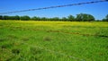 Texas spring flowers and barbed wire