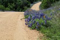 Texas Spring