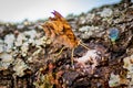 Texas Spring time Butterfly drinking Slime Flux from an Oak Tree